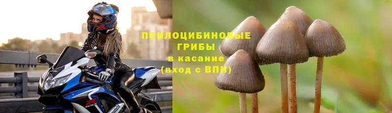 Галлюциногенные грибы MAGIC MUSHROOMS  мориарти телеграм  Лихославль 